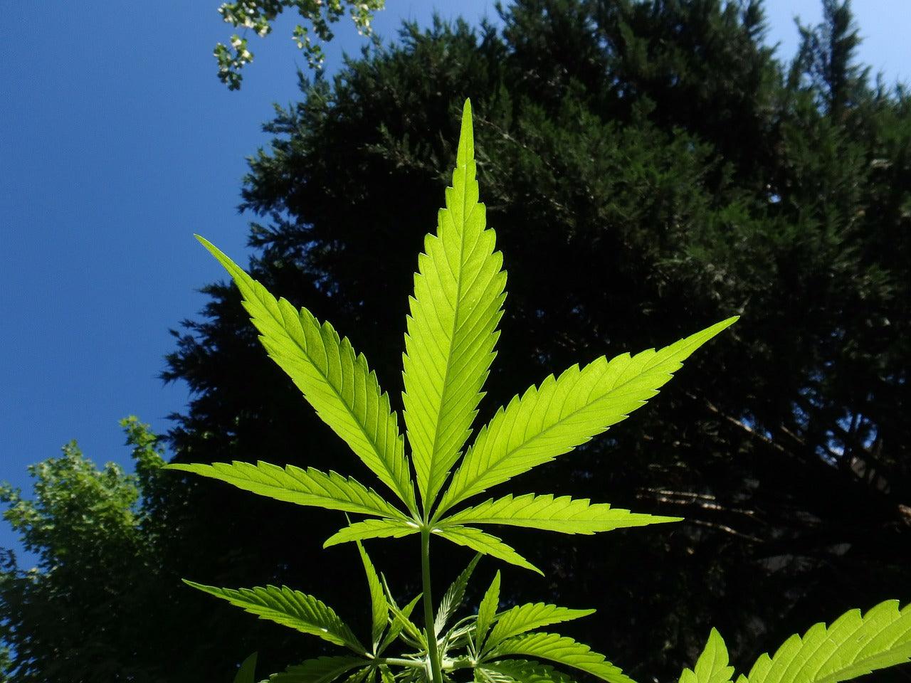 Anxiety with THC? CBD can help! - 1235 Smokes