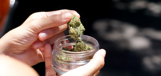 How Long Is Weed Good For?