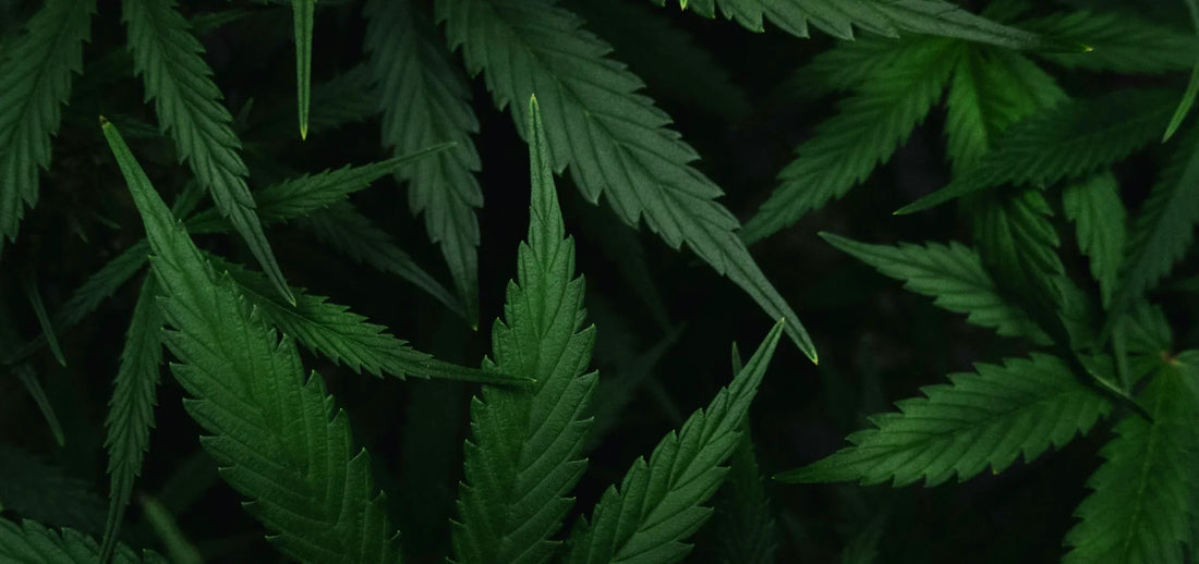 What State Has the Best Weed?