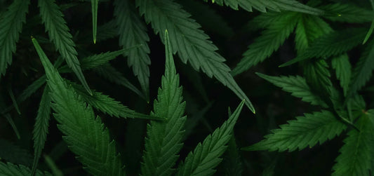 What State Has the Best Weed?