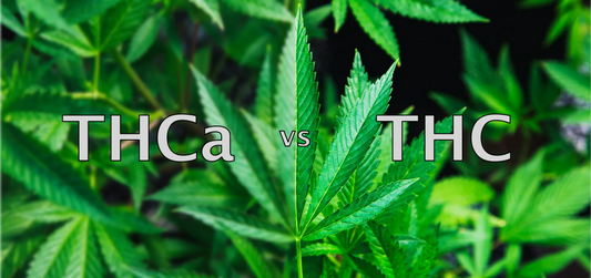 Is THCa Flower Real Weed?